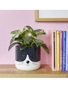 BALVI Vaso da fiori gatto in ceramica H 13,7 KITTY 2